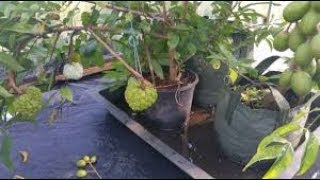 Air Layering On Custard Apple Tree  simple as ABC [upl. by Akinyt]