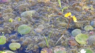 Utricularia Vulgaris part 2 [upl. by Wendin]