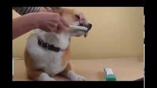 CET Toothpaste for Dogs and Cats Promotes Dental Health and Fresh Breath [upl. by Tterab]