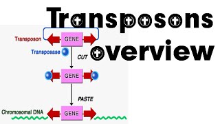 Insertion Sequence Elements  IS Element in Bacteria  Transposable Genetic Elements in Bacteria [upl. by Anatollo11]