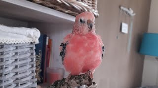 Rosey Bourke parakeet singing [upl. by Enyawad]