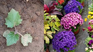 Transplanting Cineraria Flowering Plant  Growing Cineraria Plant Tips [upl. by Yacov]