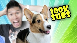 CORGI Gets HOW MANY SUBSCRIBERS MY REACTION  Life After College Ep 481 [upl. by Robin]