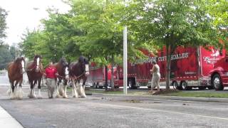 Clydesdales Morning Walk [upl. by Ayiram]