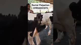 Rectal Palpation  Dr Enamul Haque  01932051373 [upl. by Nairda]