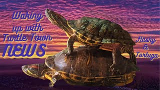 Rise amp Meditate wthe Tranquil Turtle Town News binauralbeats meditation turtles aquarium sleep [upl. by Assenna]