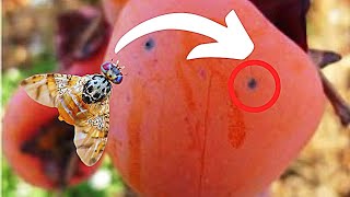 MOSCA de la FRUTA 5 formas de eliminarla🪰🍑 [upl. by Lyman]