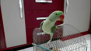 Beautiful Alexandrine Parrot Talking  Mithu [upl. by Gough]