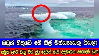 ඔවුන් හිතුවේ මේ පාවෙන අයිස් කුට්ටියක වූ සීල් සත්වයෙක් කියලා නමුත් ලංවී බැලුවම ඔවුන් පුදුම වුනා [upl. by Mahan]