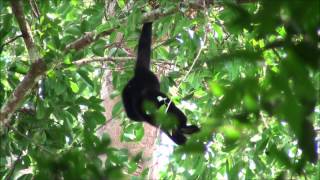 Southern YellowCheeked Crested Gibbon Nomascus gabriellae  Cat Tien National Park Vietnam [upl. by Thomsen]