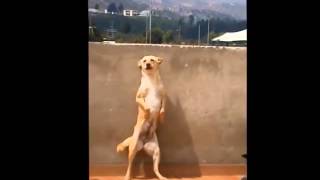 Perro Bailando quotEl Serruchoquot [upl. by Luckett103]