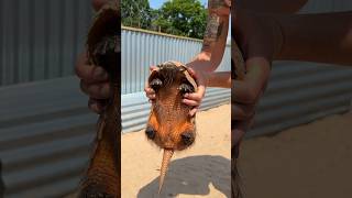 Meet these two cuties 🥰 at The Meadows Wildlife Park armadillo caerphilly wales animals [upl. by Hairom]