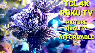 Stunning Picture Quality  The Affordable TCL 75quot 4K Roku TV Review [upl. by Hollah]