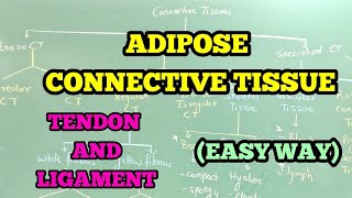 ADIPOSE CONNECTIVE TISSUE  TENDON AND LIGAMENT EASY WAY [upl. by Ynna]