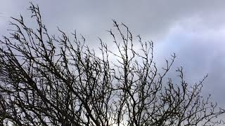 Fallen trees \ Whitebeam Sorbus aria  crown  February 2018 [upl. by Ahsatak]