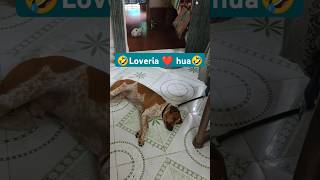 🤣Loveria ❤️ hua🤣 dogs love doglover shorts reels youtubeshorts youtube chandanapatra09 [upl. by Shanly]