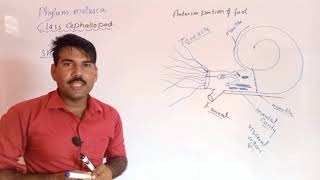 Class cephalopoda Phylum mollusca Zoology Miller Harley ADS BSC BS Urdu Hindi [upl. by Tavis633]