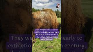 American Bison didyouknow facts [upl. by Oralee]