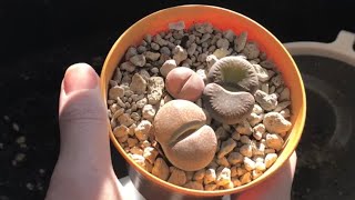 Why Large Lithops Often Shrink Drastically When They Get New Leaves Checking Lithops Root Health [upl. by Wincer]