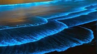 Blue Tides  Luminous Tides  OMAN  Vrindasri [upl. by Yesnikcm797]