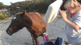 Assateague Island Wild Horse [upl. by Othelia]