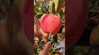 How to Grow Apple Tree From Seeds at Home 🍎 plants farming shorts [upl. by Hgalehs729]