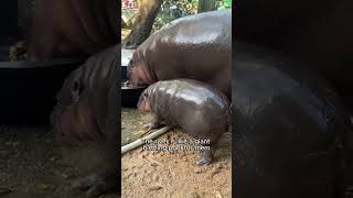 So cute they will melt your heart oneminutesmarter pygmyhippo [upl. by Sherurd]