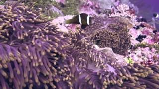 Chagos Anemonefish and Magnificent sea anemone Chagos MPA [upl. by Ahseem]