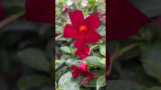 Gorgeous Dipladenia Mandevilla flowers ❤️ shorts flowers nature garden [upl. by Tteltrab]