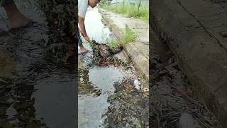 This Culvert Drain Full Clogged unclog remove culvert drain shorts [upl. by Jeniffer]