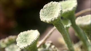 Lichen Cladonia [upl. by Phio]