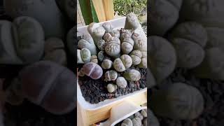 Lithops houseplant lithops plants shorts fyp [upl. by Maples]