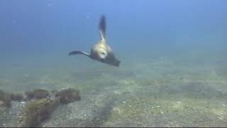 California diving with Sea lions  Channel Islands 2007 [upl. by Braynard]