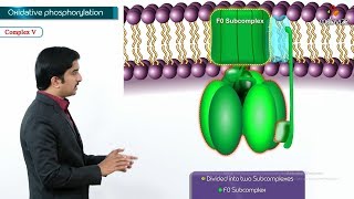 Oxidative phosphorylation Animation  Formation of ATP amp sites of ATP synthesis [upl. by Fritzsche]