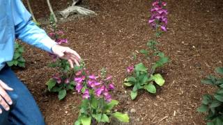 Digitalis purpurea  Foxglove  Landscape and Garden Flowers [upl. by Bernhard]