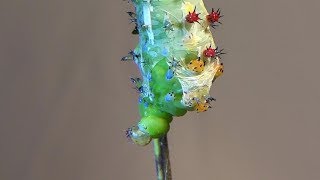 Cecropia Moth Caterpillar Molting Hyalophora cecropia [upl. by Miun]