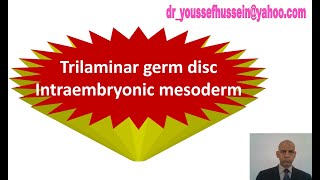 11 The 3rd week  Trilaminar germ disc  Intraembryonic Mesoderm [upl. by Gar]