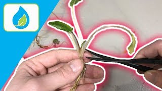 TRIMMING CRYPTOCORYNE HOW TOO  QUICK TIP 006 [upl. by Leziar]