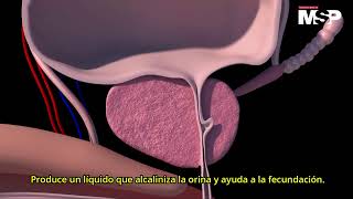 Órganos del cuerpo humano ¿Cómo funciona todo el organismo  ExclusivoMSP [upl. by Ahsim]