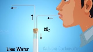 Role of Carbon dioxide During Respiration  MeitY OLabs [upl. by Kennith]