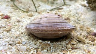 Facts The Northern Quahog Hard Clam [upl. by Baelbeer]