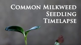 Common Milkweed Seed Germination 15 day Timelapse [upl. by Gnuy]