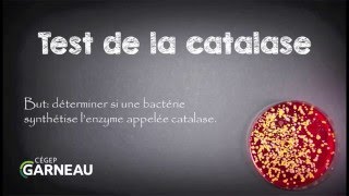 Test de la catalase [upl. by Yespmed]