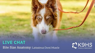 Bitesize Canine Anatomy Latissimus Dorsi Muscle [upl. by Aihsenrad157]