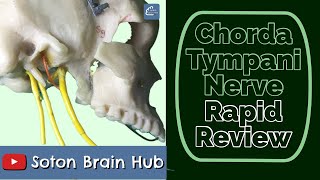 The Chorda Tympani Nerve  Rapid Review [upl. by Bilbe822]