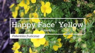 30 Seconds with Happy Face® Yellow Potentilla [upl. by Sadnac]