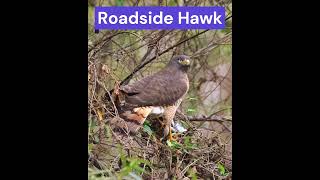 TAGUATÓ ROADSIDE HAWK Rupornis magnirostris birds avesargentinas aves nature naturelovers [upl. by Buchalter]