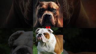 PITBULL VS CANE CORSOBULLDOGBITE FORCE [upl. by Yerrot]