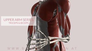 Triceps Biceps Flexion amp Extension Upper Arm Series Part 3a 3D Animation [upl. by Darci760]