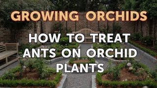 How to Treat Ants on Orchid Plants [upl. by Zelda]